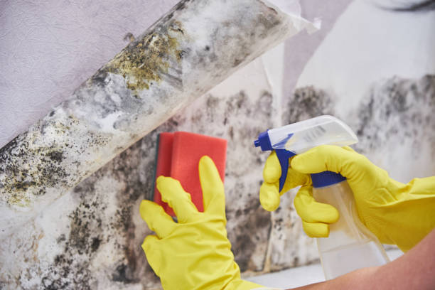 Best Attic Mold Removal  in Arthur, IL